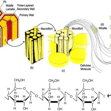 Structure Of Lignocellulose Download Scientific Diagram