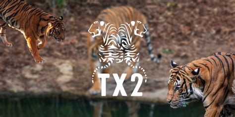 The Tx2 Initiative By Wwf Have Tiger Populations Really Doubled 8shades