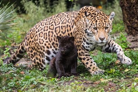 Cats Jaguar Baby Animal Big Cat Cub Wildlife Predator Animal