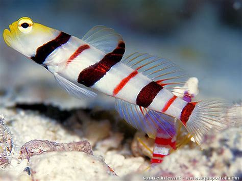 Dracula Goby And Red Banded Pistol Shrimp Great For A Nano Reef