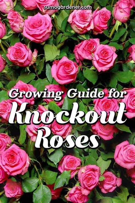 How To Care For Knockout Roses Knockout Roses Rose Planting Rose Bushes