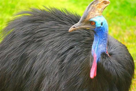 A List Of 15 Largest Living Birds In The World