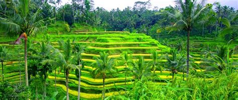 Tegalalang Rice Terrace Bali Interesting Places To Visit