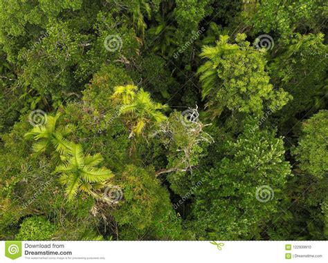 Top View Of Dense Rainforest Thick Tropical Rainforest Green Palm
