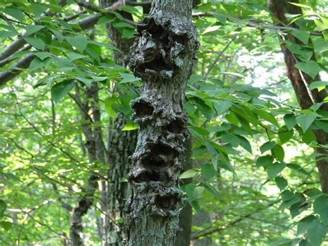 Exactly How To Treat Nectria Canker On Trees