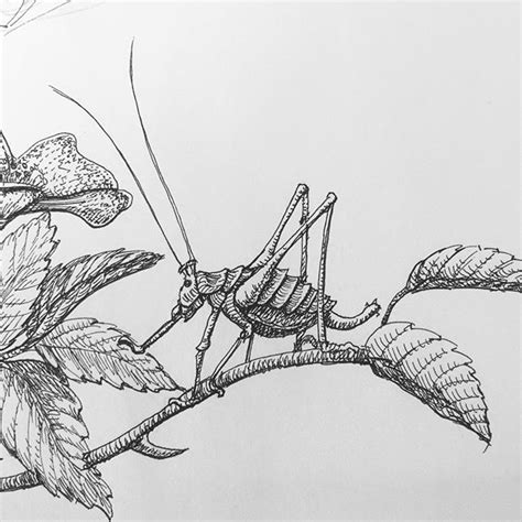 The Bush Cricket Rough Ish Sketch Work For A Border Illustration