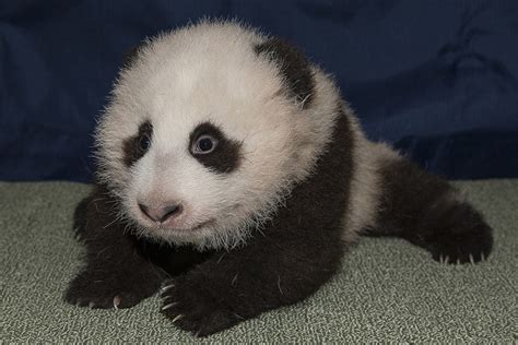 Growth And Development Of Giant Panda Cubs A Timeline Pandas