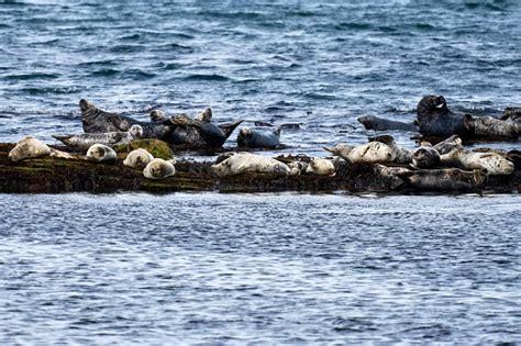 A Group Of Seals Sunbathe In Front Of The Harbor Of Portgordon Stock