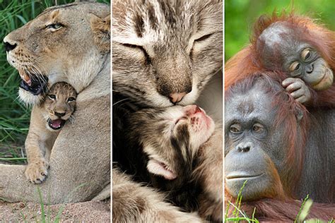 15 Baby Animals Celebrating Mothers Day With Their Mommies