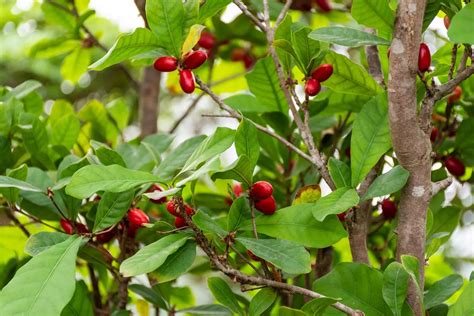 Miracle Fruit Plants For Sale Buying And Growing Guide