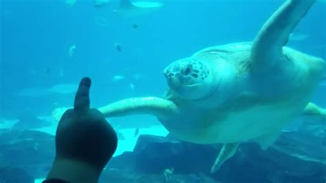 Sea Turtle At Ga Aquarium Youtube