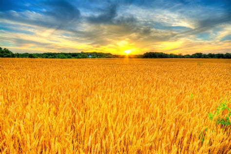 Wheat Sunset Photograph By Alexey Stiop Fine Art America