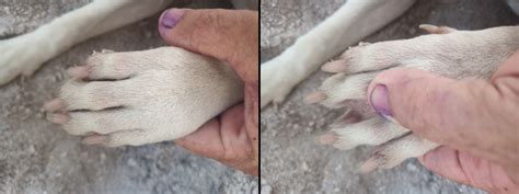 Whats This Lump On My Dogs Paw Pethelpful