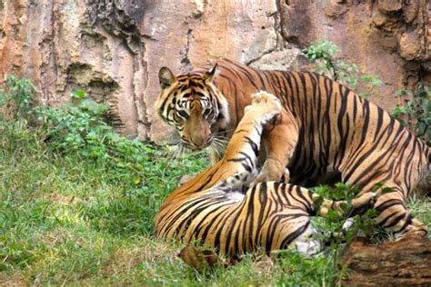 See full list on jejakpiknik.com Tak Satupun Kebun Binatang di Indonesia Punya Hutan Rehabilitasi Harimau : Mongabay.co.id