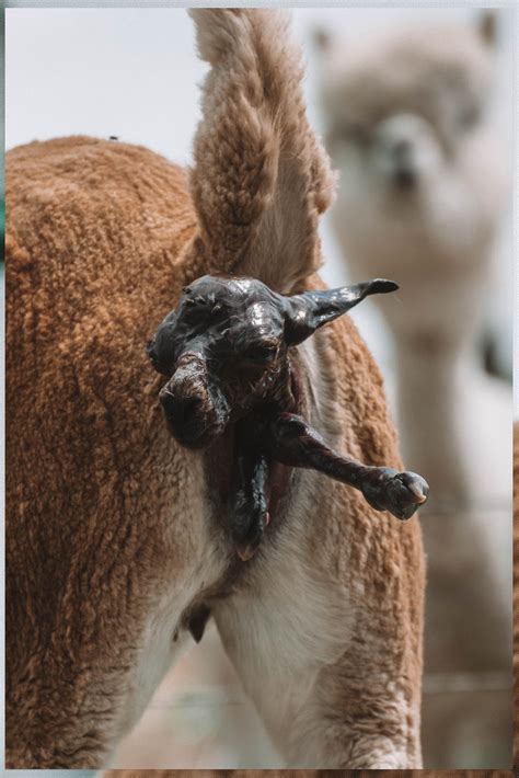 Having said this, the numeral één may nowadays also be written without these accents, that's to say as just een , however, in the sense of just one (numeral)! De geboorte van een alpaca cria | Linda's Wholesome Life