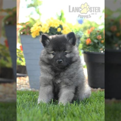 Keeshond Puppies For Sale Lancaster Puppies