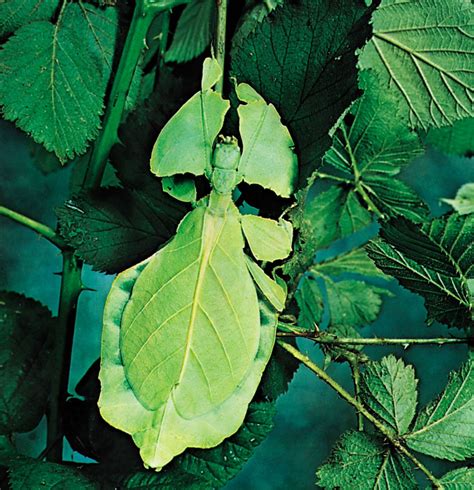 Leaf Insect Phyllium Siccifolium Camouflage Mimicry Britannica