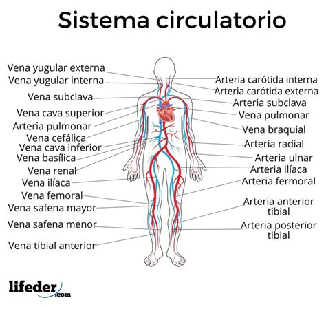 Diagrama Del Sistema Circulatorio Sistema Circulatorio Dibujo Del The