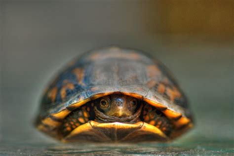 A Thread Written By Adamcvean Daily Reminder That Turtles Are Not