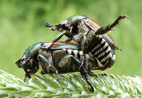 Japanese Beetles Mating Project Noah
