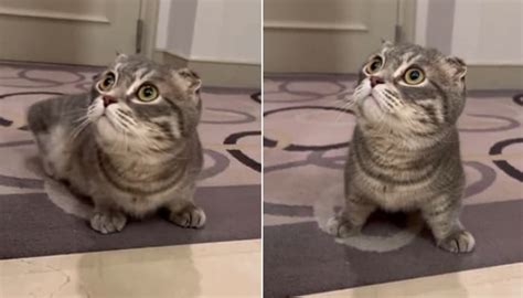 인간 목욕하는 모습 태어나서 난생 처음으로 본 고양이의 거짓 없는 리얼 100 반응