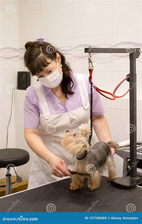 Dog In Pet Grooming Salon Stock Image Image Of Comb 137185069