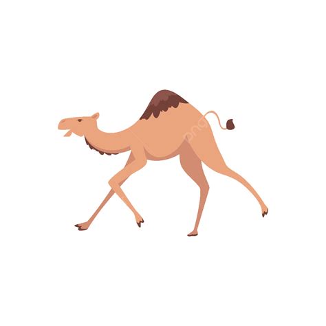 Camel African Mammal Ride Animal Dromedary Illustration Wildlife