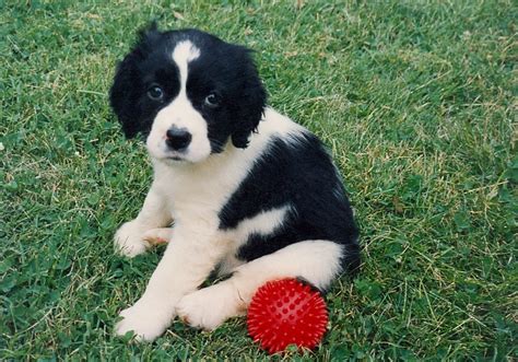 We are english springer spaniel breeders located in clarendon station, ontario. Sporting Puppies Pictures