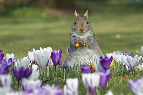 Wallpaper Flowers Flower Cute Nature March Spring Squirrel