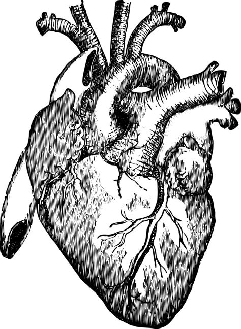 1405x1920 Organs Clipart Realistic Heart Human Heart Drawing Human