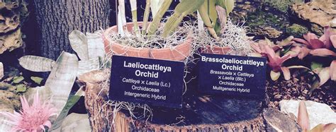 Custom Garden And Informational Signs My Plant Label