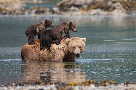 Find Out Who Rescued These Bear Cubs When Their Mother