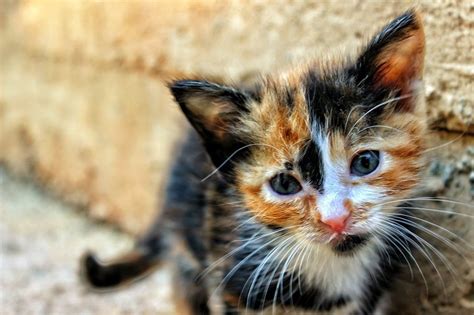 These colors may be lighter or darker on some cats than others, but all three — white, black, and orange — must be present for the. calico kitten - Wide Open Pets