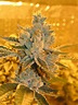 L.A. Confidential Strain | Cannabis - Marijuana Seeds