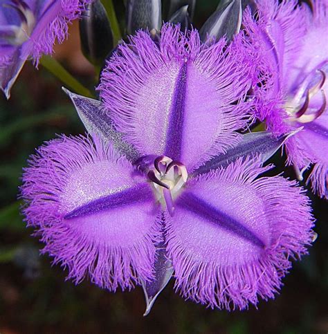 Thysanotus Multiflorus Fringe Lily A Native To Western Australia
