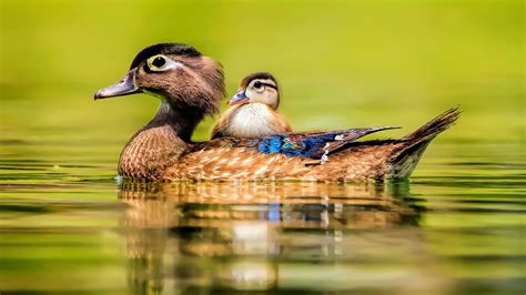 Animal Cute Baby Beauty Lake Water Bird Duck Duck Wallpapers Hd