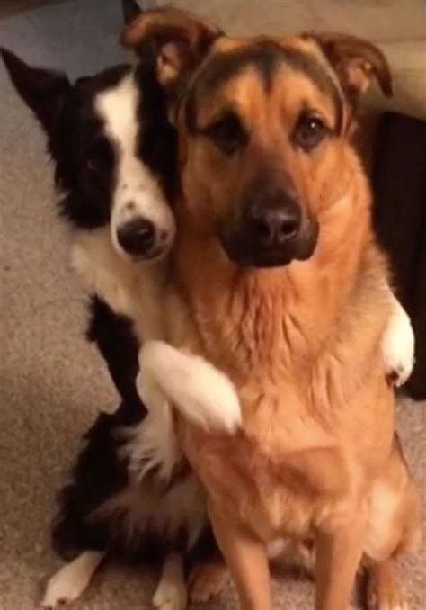 Do Dogs Hug Each Other