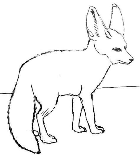 Desert Fennec Fox Drawing