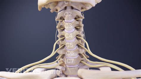 Cervical Spinal Nerve Vlrengbr