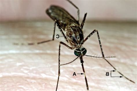 Free Picture Female Aedes Albopictus Mosquito Insect Up Close