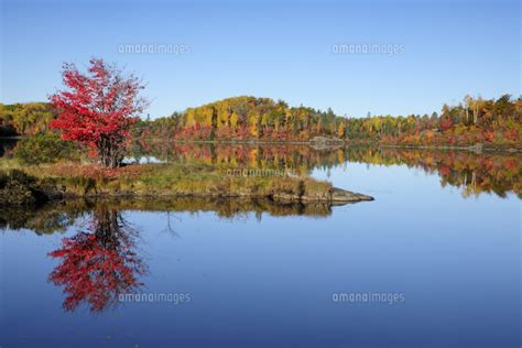 Autumn Reflections In Bass Lake Greater Sudbury Ontario Canada