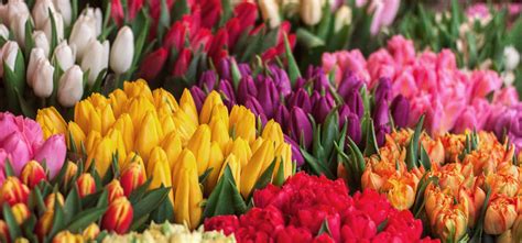 Arti Bunga Tulip Filosofi And Makna Dari Setiap Warna Three Bouquets