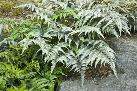 15 Shade Loving Plants That Are Made For A Tree Lined Garden With