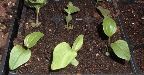 Toronto Gardening All Year Round Echinacea Purpurea Seedlings