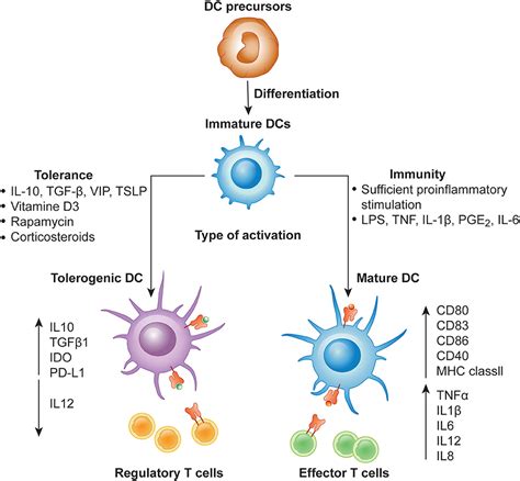 Frontiers Induction Of Tolerance And Immunity By Dendritic Cells