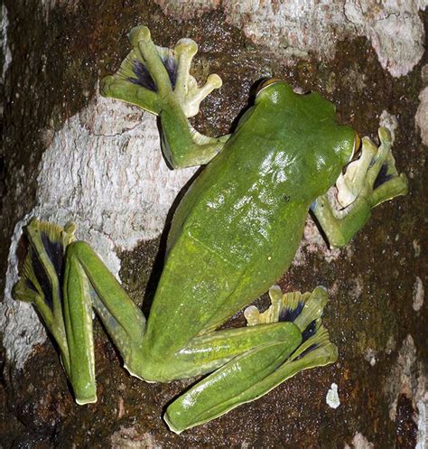Huge New Species Of Flying Frog Discovered In Vietnam 49 Off