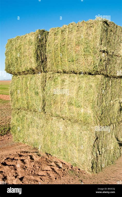 Alfalfa Hay Field Hi Res Stock Photography And Images Alamy