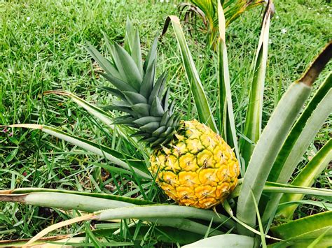 Pineapple Update Almost Ripe — Steemit