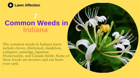7 Common Weeds In Indiana Identification With Photos Lawn Affection