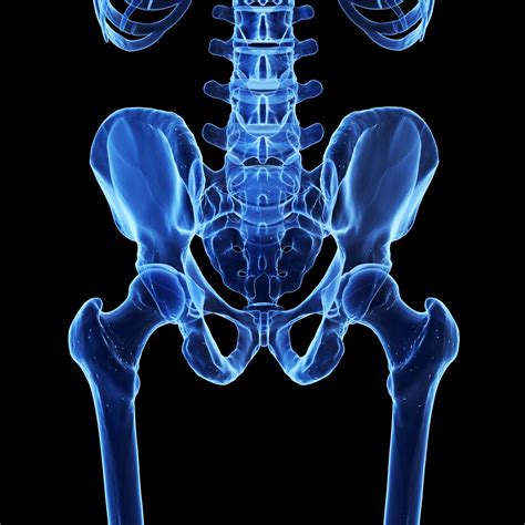 D Rendered Medical Illustration Of The Bones Of The Human Pelvis Sciepro